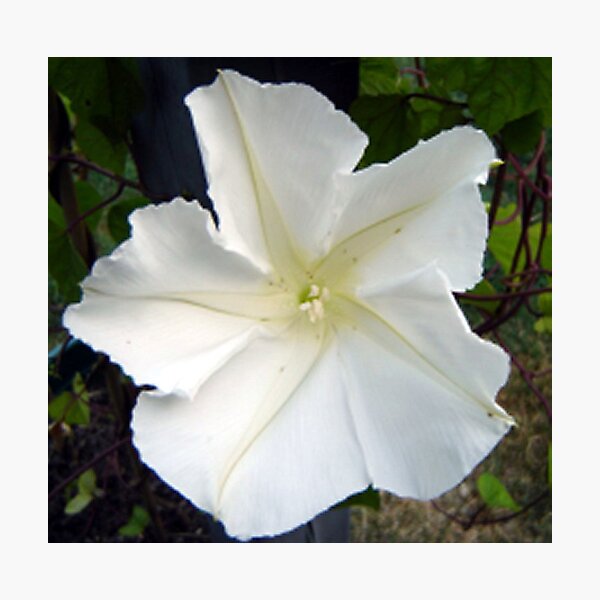 Aperçu de l'œuvre MoonFlower créée et vendue par WhiteOak Art Designs.