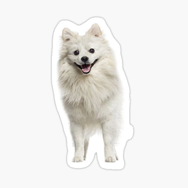 Item preview, American Eskimo Dog designed and sold by Pam069.