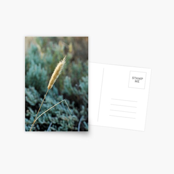 seeds and samphire Postcard