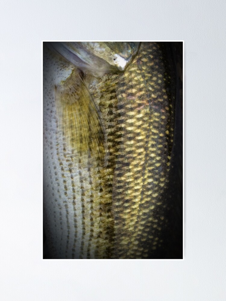 Largemouth Bass Scales | Poster