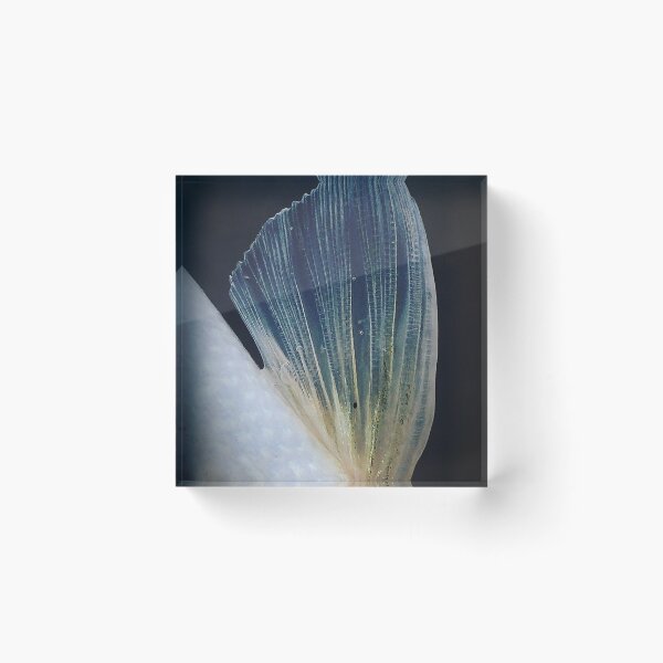 Item preview, Fish Fin designed and sold by jonesing.
