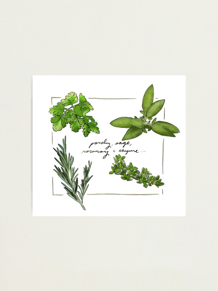 Parsley Sage Rosemary & Thyme Watercolor Art Print