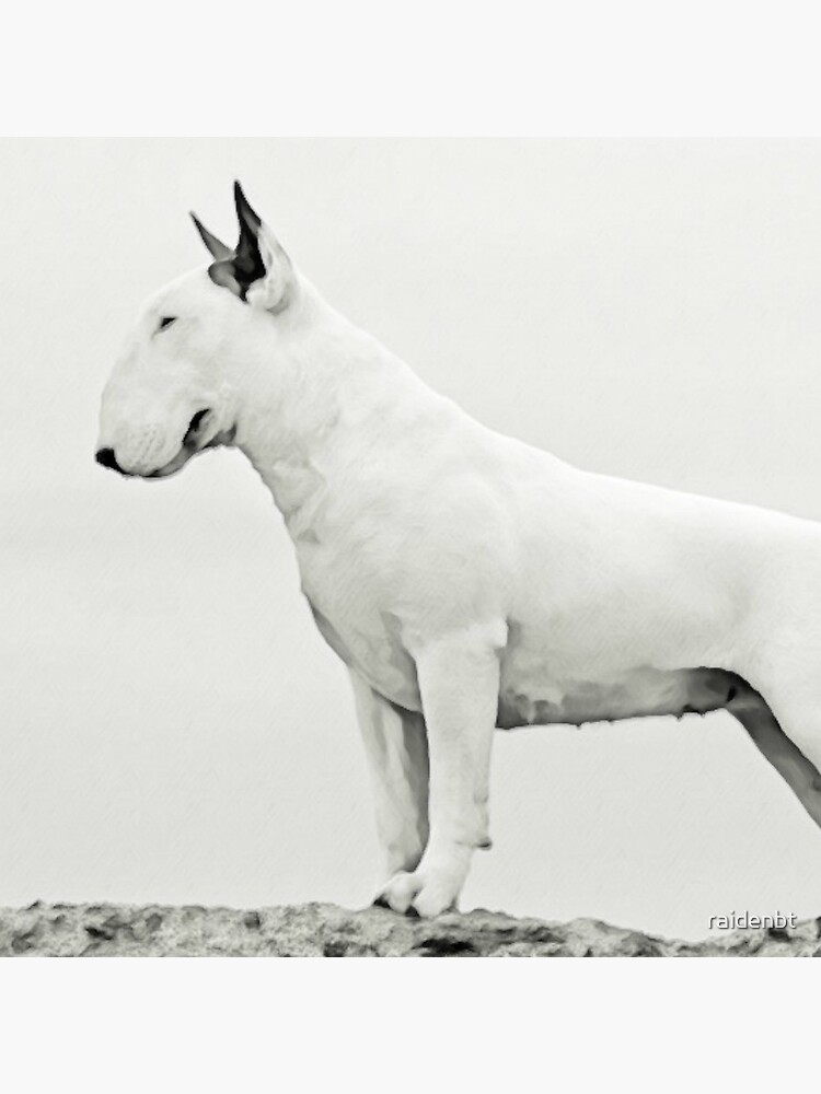 White English Bull Terrier 2025