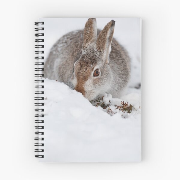 Item preview, Mountain hare on snow designed and sold by chanonry.