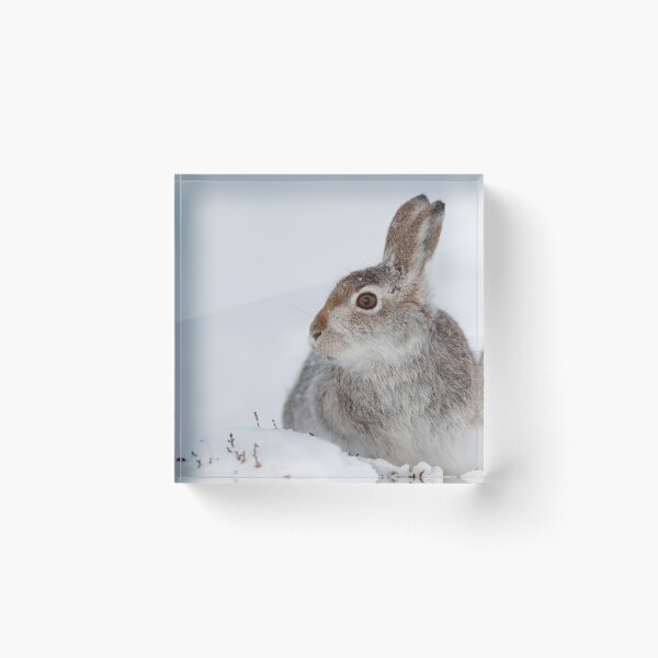 Item preview, Mountain hare on snow designed and sold by chanonry.