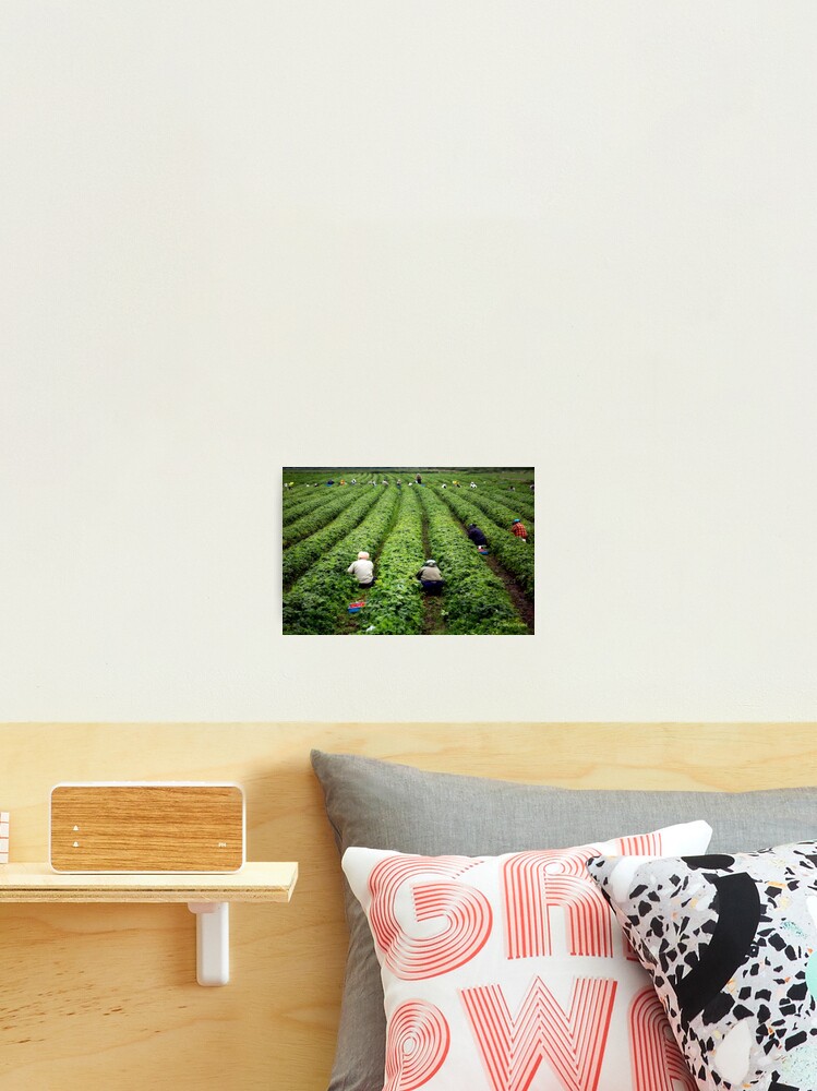 Thumbnail 2 of 3, Photographic Print, Strawberry Pickers designed and sold by MaluC.