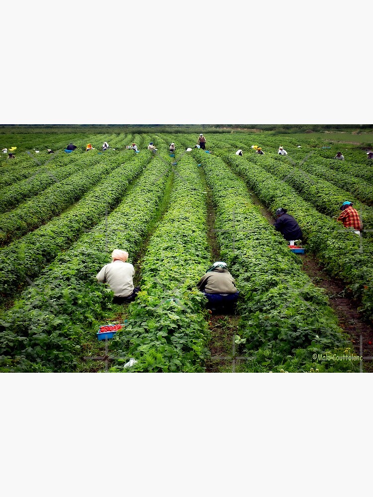 Thumbnail 3 of 3, Photographic Print, Strawberry Pickers designed and sold by MaluC.
