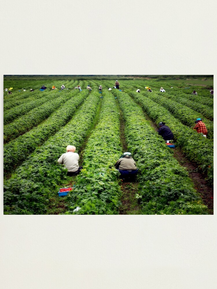 Thumbnail 1 of 3, Photographic Print, Strawberry Pickers designed and sold by MaluC.