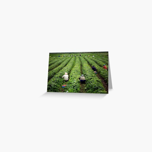 Strawberry Pickers Greeting Card