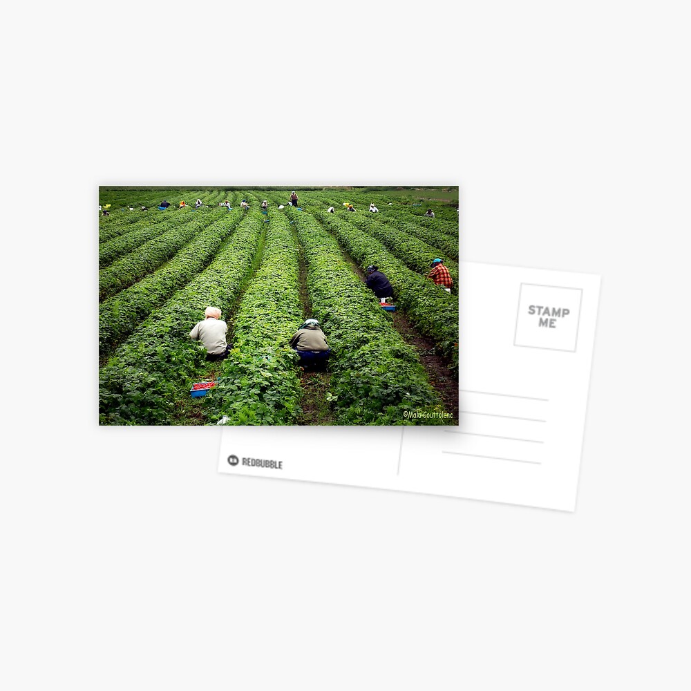 Item preview, Postcard designed and sold by MaluC.