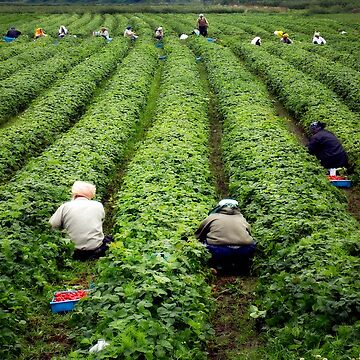 Artwork thumbnail, Strawberry Pickers by MaluC