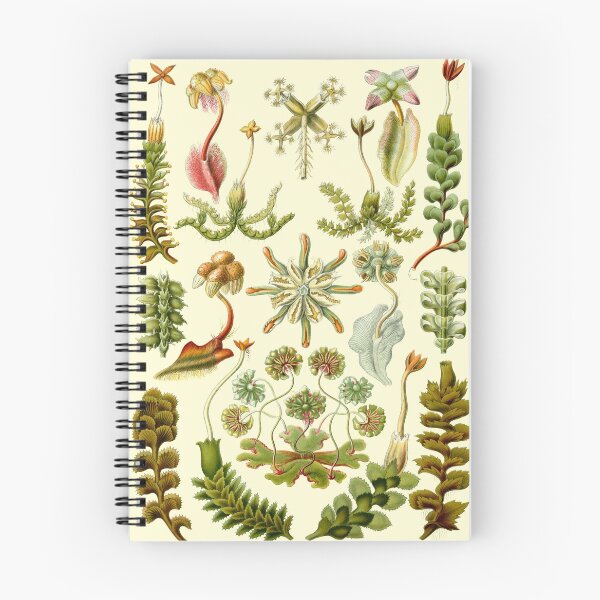 Item preview, Ernst Haeckel - Hepaticae designed and sold by ShaMiLaB.