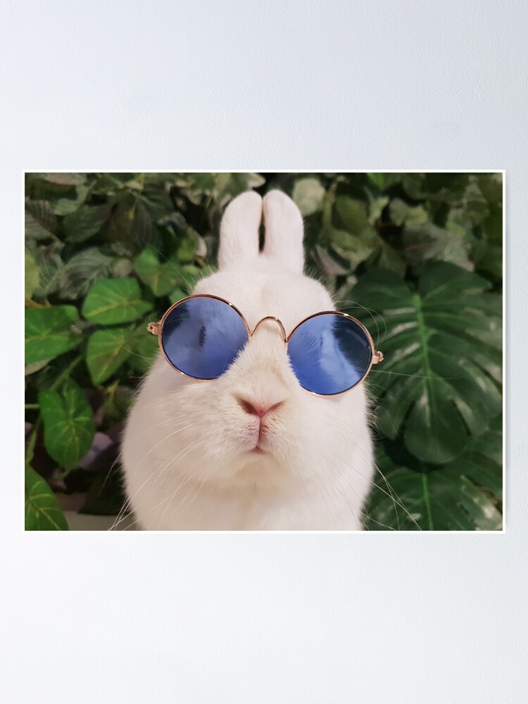 bunny sunglasses