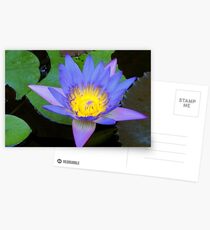 Water Lily 2 Postcards