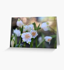 The heralds of spring Greeting Card