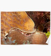 Cayman coral Poster