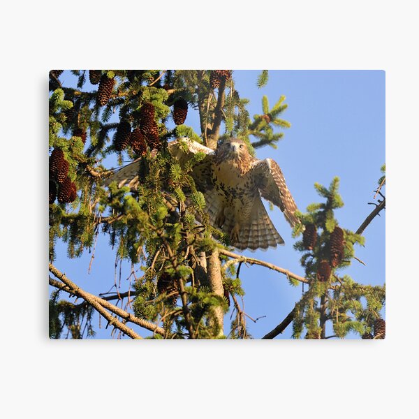 Juvenile Red-Tailed Hawk Metal Print