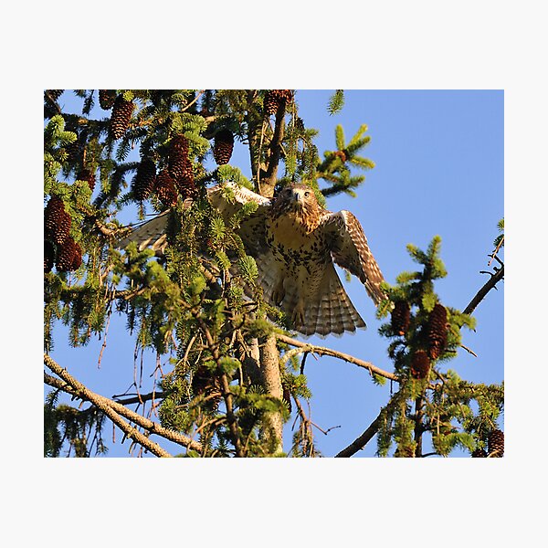 Juvenile Red-Tailed Hawk Photographic Print