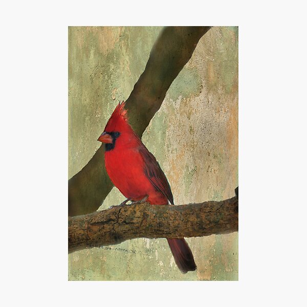 Item preview, Male Cardinal designed and sold by Barbara Manis.