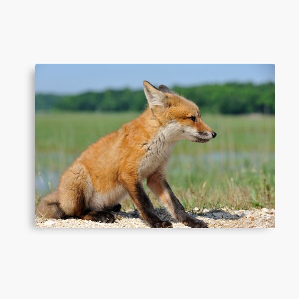 Red Fox Kit Canvas Print