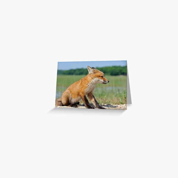 Red Fox Kit Greeting Card