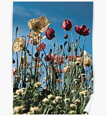 Pale poppies Poster