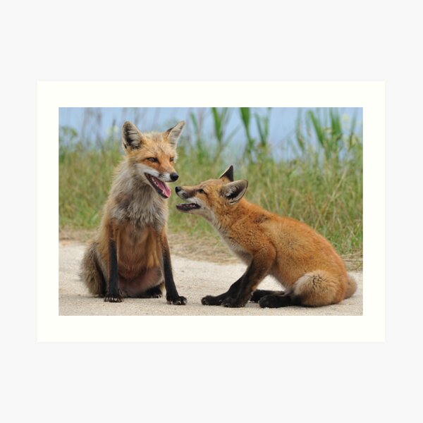 Red Fox and Kit Art Print