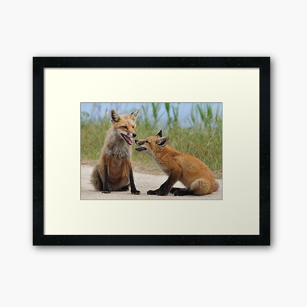 Red Fox and Kit Framed Art Print