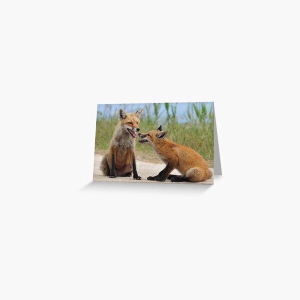 Red Fox and Kit Greeting Card