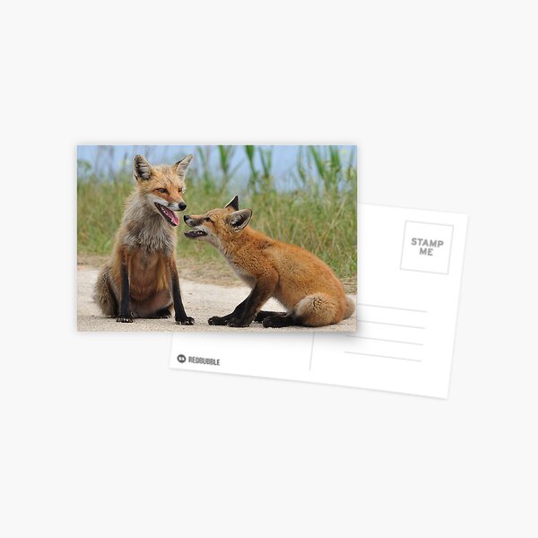Red Fox and Kit Postcard