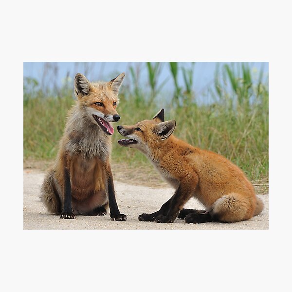 Red Fox and Kit Photographic Print