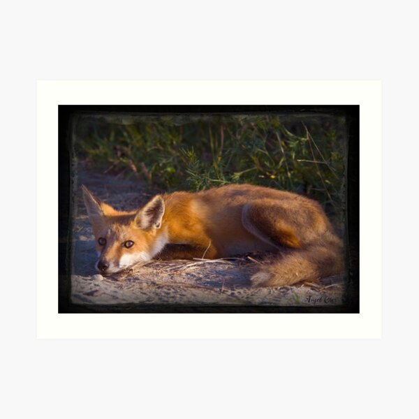 Red Fox Waiting and Watching Art Print