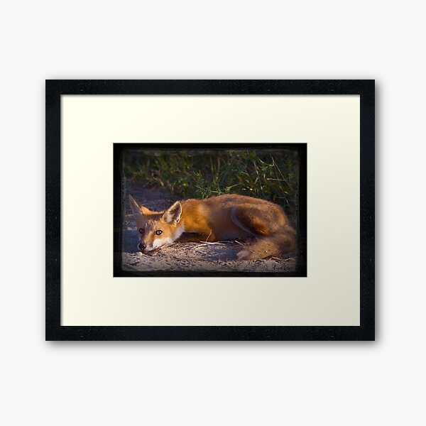 Red Fox Waiting and Watching Framed Art Print