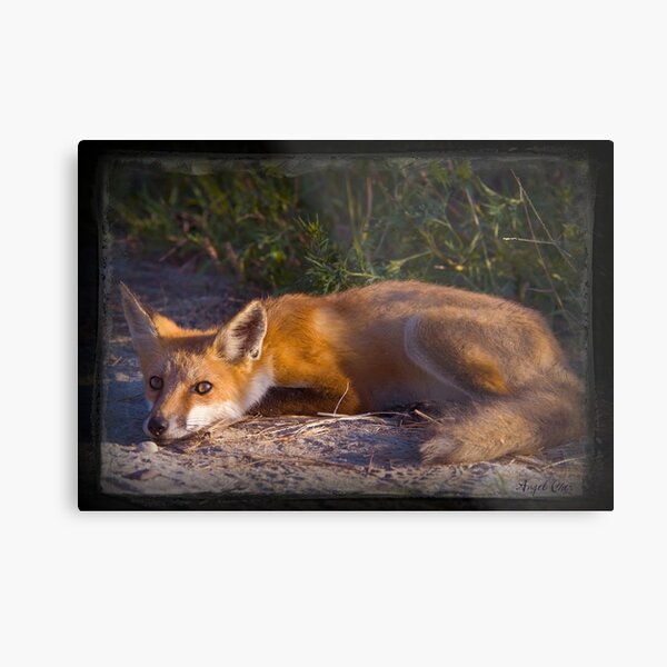 Red Fox Waiting and Watching Metal Print