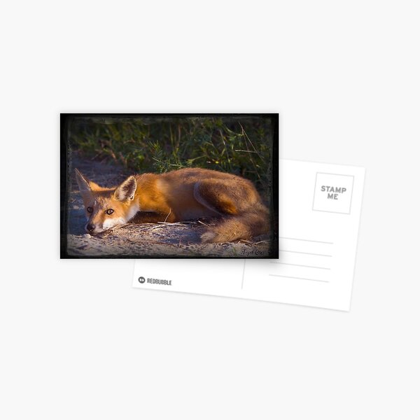 Red Fox Waiting and Watching Postcard