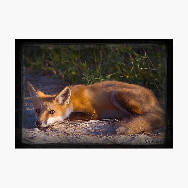 Red Fox Waiting and Watching Photographic Print