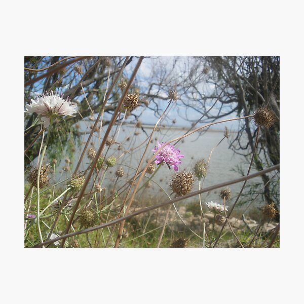 Item preview, Wildflowers on the Coorong designed and sold by JewelsSmith.