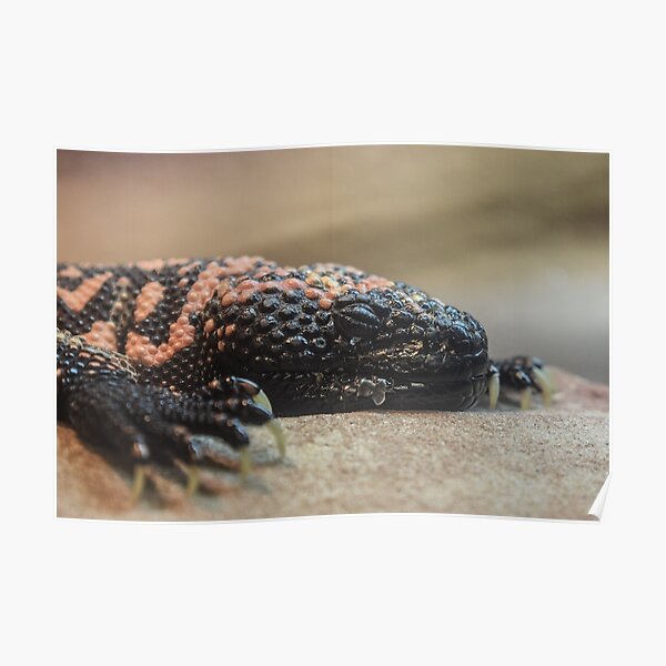 Gila Monster Poster