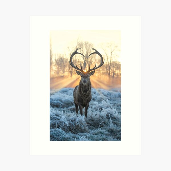 Valentines Stag, Love you deer with Heart antlers Art Print