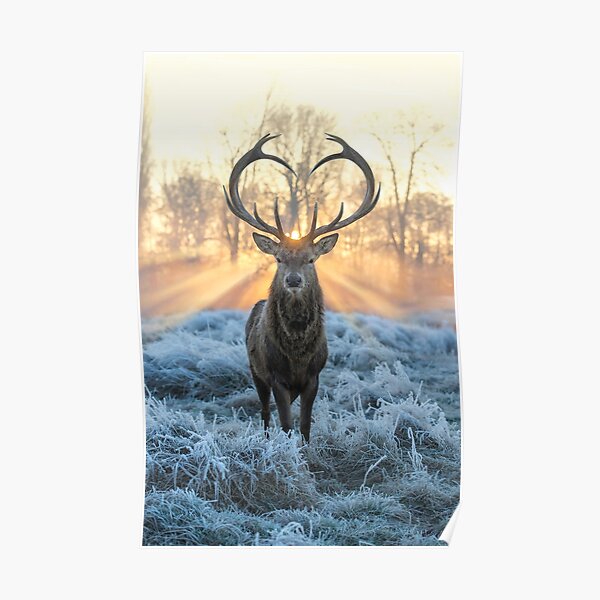 Valentines Stag, Love you deer with Heart antlers Poster