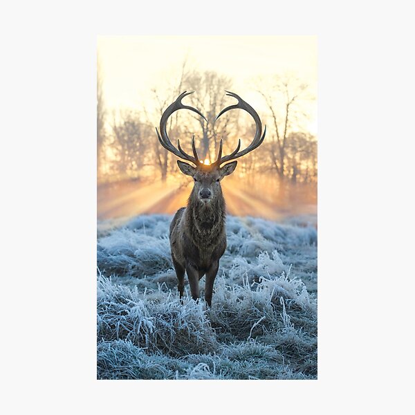 Hunting Fishing Loving Every Day Deer Hunter Gift Art Print by Haselshirt -  Pixels
