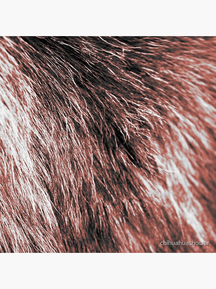 Coral fluffy fur by chihuahuashower
