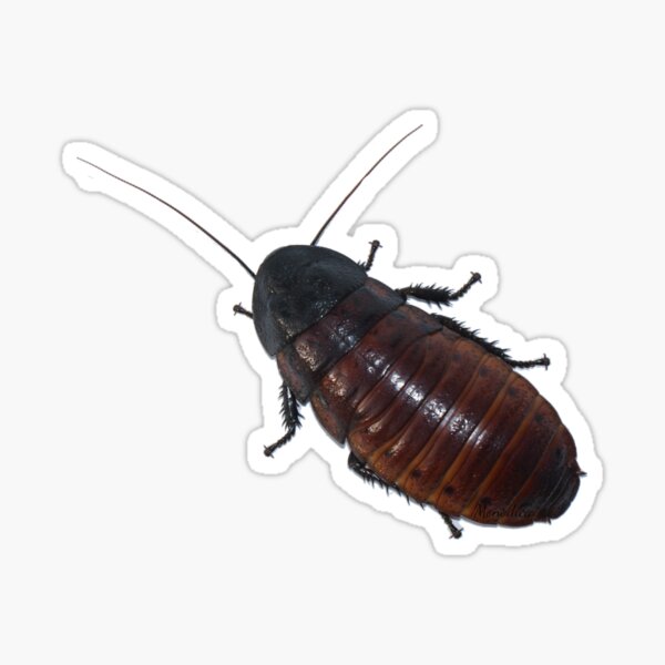 Madagascar Hissing Roach Sticker