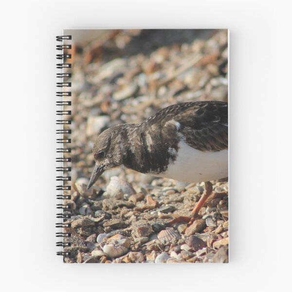 Item preview, Turnstone designed and sold by Perggals© - Stacey Turner.
