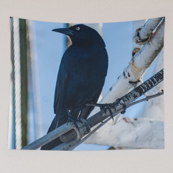 Item preview, male boat-tailed grackle designed and sold by KensLensDesigns.