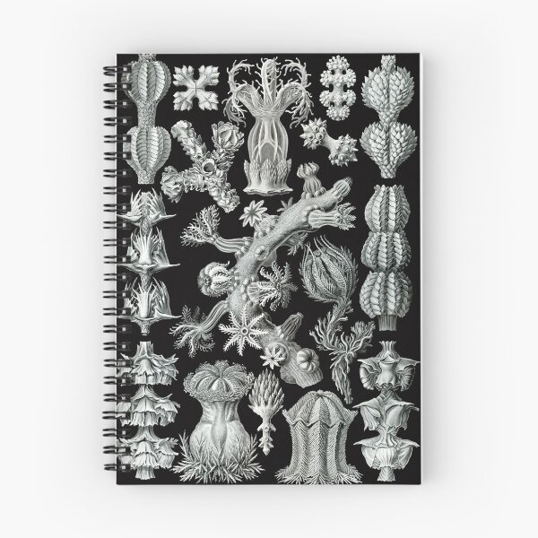 Item preview, Ernst Haeckel - Gorgonida designed and sold by ShaMiLaB.