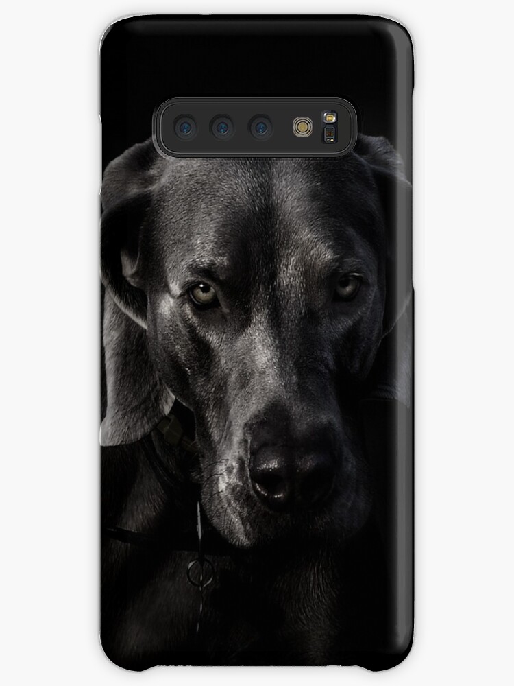 black weimaraner dog