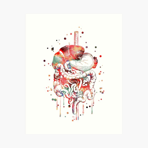 Item preview, Digestive system, anatomy art, Human Organs Gastrointestinal Tract designed and sold by Rosaliartbook.