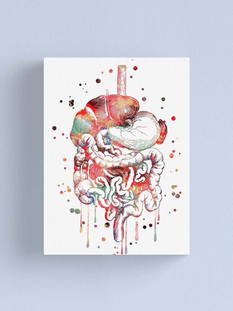 Verdauungssystem Anatomie Kunst Menschliche Organe Magen Darm Trakt Leinwanddruck Von Rosaliartbook Redbubble