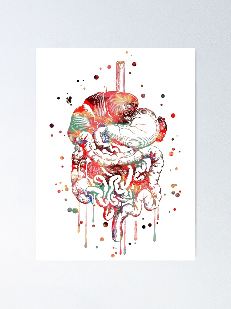 Verdauungssystem Anatomie Kunst Menschliche Organe Magen Darm Trakt Poster Von Rosaliartbook Redbubble